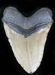 Bargain Megalodon Tooth - North Carolina #21946-2